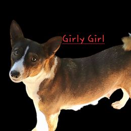 Girly girl - Basenji