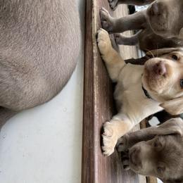 Dilute Retriever Puppies from South Shore Labradors