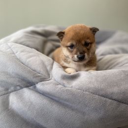 Rose - Shiba Inu puppy from Happy Tails Shiba Inus