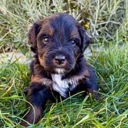 Chewie - Phantom male Bernedoodle puppy in Ogden, Utah from Salty Point Doodles