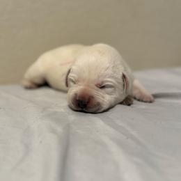 Girl - Yellow female Labrador Retriever puppy in Buckeye, Arizona from Wranglin Farms