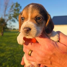 Eleanor - Blue tan and white female Beagle puppy in Bethany, Missouri from Fox Creek Beagles