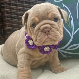 Girl 1 - female Bulldog puppy in Sodus, New York from Upstate NY French & English Bulldogs
