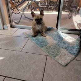 French Bulldog Puppies from Legends Frenchton's and French Bulldogs