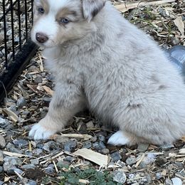 Miniature Australian Shepherd and Toy Australian Shepherd Puppies from Bit O' Bliss Farm LLC