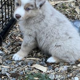 Miniature Australian Shepherd and Toy Australian Shepherd Puppies from Bit O' Bliss Farm LLC
