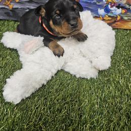 Miniature Pinscher Puppies from Pike's Pups