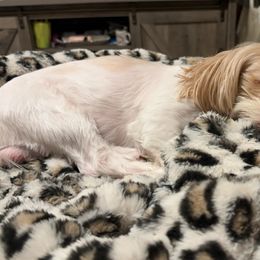 Thor - Shih Tzu