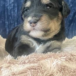 Bernedoodle Puppies from NorCal Doodle or Two