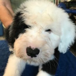 Old English Sheepdog Puppies from Bizzeeboots OES