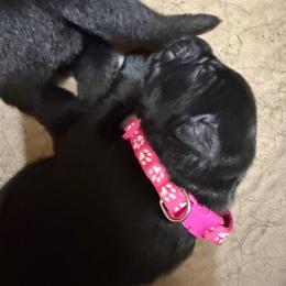Pink collar girl - Black female German Shepherd puppy in Centralia, Illinois from Janices AKC German Sheperds LLC