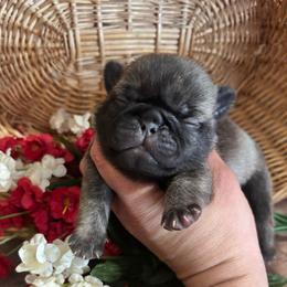 Green collar - Brindle male Pug puppy in Tucson, Arizona from Furever Friends