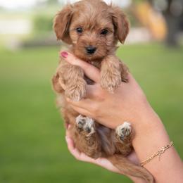 Teddy - Red  male Goldendoodle puppy in Meridian, Idaho from Country Club Doodles