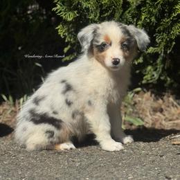 Skittles-bmf3 - Blue merle female Australian Shepherd puppy in Chehalis, Washington from Wandering Acres Ranch