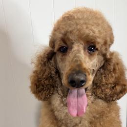 Ruby - Poodle