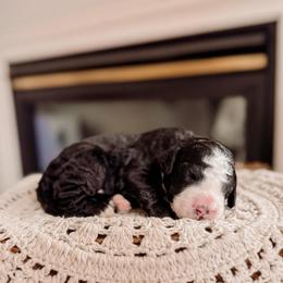 Brown Collar - Black and white male Bernedoodle puppy in Cold Spring, Minnesota from A.N.A. Doodles