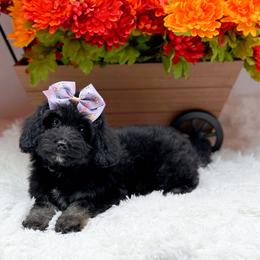 May - Phantom female Bernedoodle puppy in Statesville, North Carolina from Doodle Babies