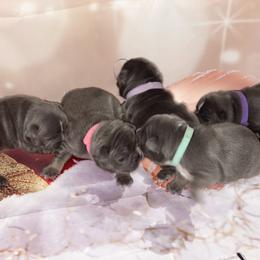 French Bulldog Puppies from Lovemyfrenchies