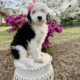 The Snuggle Bug- Belle - Black and white female Sheepadoodle puppy in Camden, North Carolina from Luv My Doodle