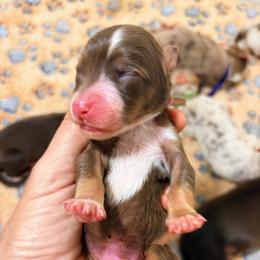Cassette - Purple Collar - Red tri-color female Australian Shepherd puppy in San Marcos, California from Faith Family Freedom Farm