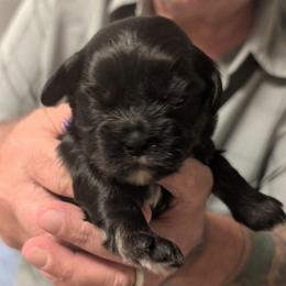 Mason - Grizzle male Lhasa Apso puppy in Fort Worth, Texas from Cynthia's Lhasa Apsos