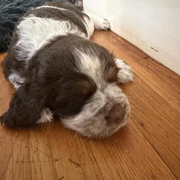 Sparkle (Brodee - blue collar) - Liver white and tan male English Springer Spaniel puppy in Statesville, North Carolina from Rockin’ Slow Farms