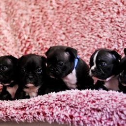 French Bulldog Puppies from FrenchieBnB