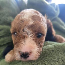 Boy 4 - Red male Cavapoo puppy in Knoxville, Tennessee from Shannan's Cavapoos