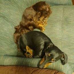 Dachshunds from Marie's Dachshunds