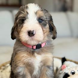 Zena - Tri-color female Bernedoodle puppy in Yuciapa, California from AlltheDoodlez_