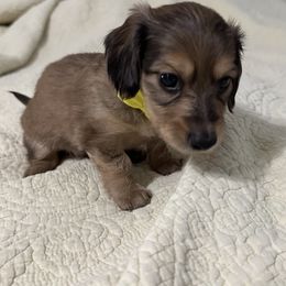 Dachshund Puppies from JB Doxies