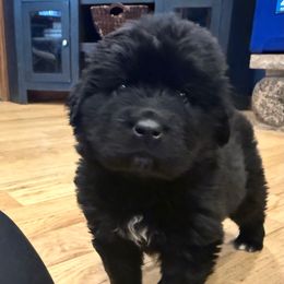 Girl 1 - Black female Newfoundland puppy in Saukville, Wisconsin from Crossroads Canines ~ Brussels Griffon and Newfoundland Dogs