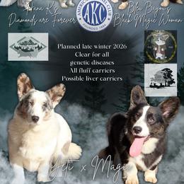 Cardigan Welsh Corgi puppies from There and Back Again Corgis