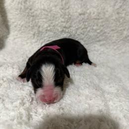 Bliss - Black rust and white female Bernese Mountain Dog puppy in Redlands, California from Country Feels Ranch