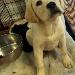 "London as a puppy " Labrador Retriever Puppies from Carvins Cove English Labradors