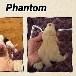 Phantom - Tri-color male Russell Terrier puppy in Viper, Kentucky from Mountain Top