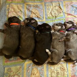 Siberian Husky Puppies from Happy Home Huskies