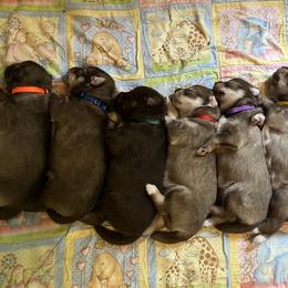 Siberian Husky Puppies from Happy Home Huskies