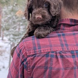 Australian Labradoodle Puppies from Paws Beyond The Pines