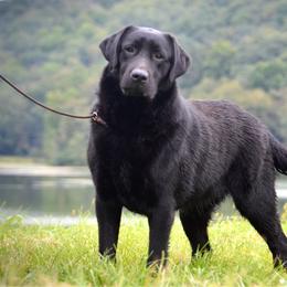 Labrador Retriever puppies from Riverine Retrievers