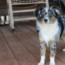 Miniature Australian Shepherds and Toy Australian Shepherds from T Bar T Aussies