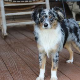Miniature Australian Shepherds and Toy Australian Shepherds from T Bar T Aussies