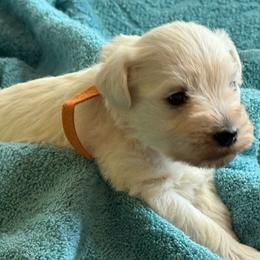Brie - White female Miniature Schnauzer puppy in Ferndale, Washington from Blackhorse Schnauzers Washington state