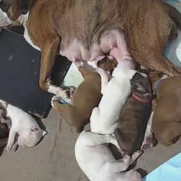 Boxer puppies from Clydesflashyboxers