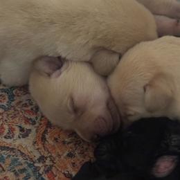 Boy 2 - Yellow male Labrador Retriever puppy in Centreville, Maryland from Barbihaus Kennels