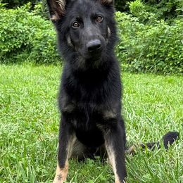 German Shepherd All Grown Up from Legacy Shepherd Kennels LLC