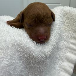 Blue collar male - Red  male Poodle puppy in San Benito, Texas from Irene's Poodles