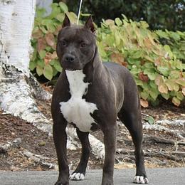 Maybelline - American Pit Bull Terrier