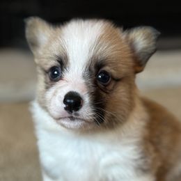 Pembroke Welsh Corgi puppies from Standing Oaks Kennel
