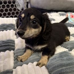 Black and cream female - Black and cream female Dachshund puppy in Cutler Bay, Florida from Dadecounty’s Dachshunds